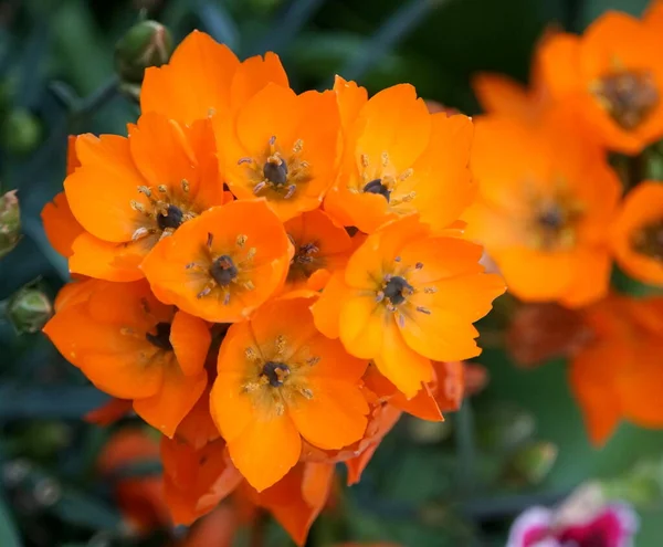 Oranžová Barva Ornitogalia Dubium Květiny — Stock fotografie