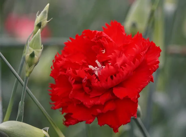 Una Sola Flor Clavel Rojo Brillante Plena Floración — Foto de Stock