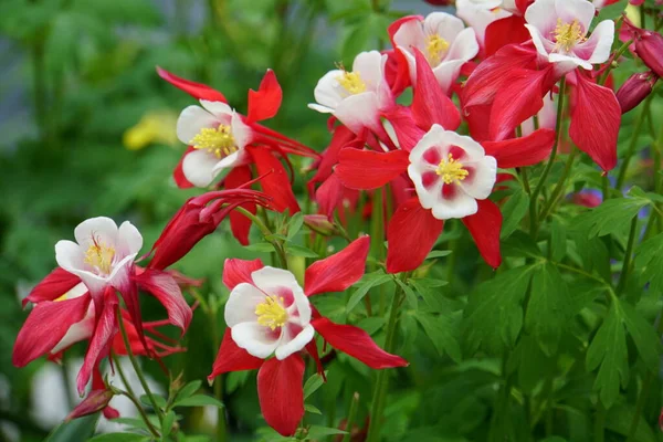 Columbine Crimson Star Kwiaty Kwitnące Wiosnę — Zdjęcie stockowe
