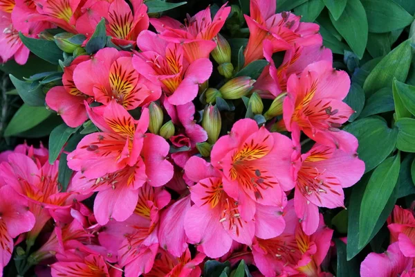 Flores Lírio Peruanas Rosa Vivas Plena Floração — Fotografia de Stock