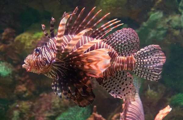Närbild Vacker Lejonfisk Som Simmar Inne Ett Akvarium — Stockfoto