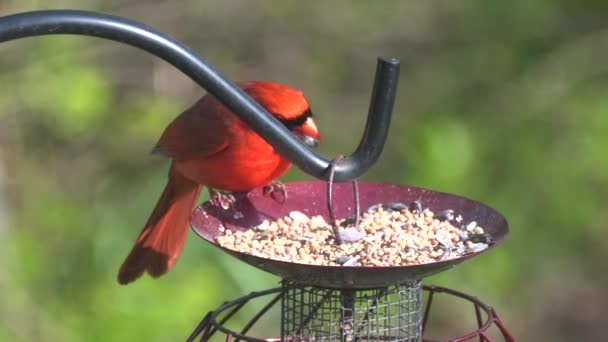 Een Rode Kardinaal Die Zaden Eet Vogelvoeder — Stockvideo