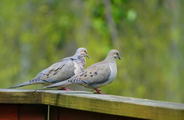 Une Paire Colombes Américaines Deuil Sur Pont Bois — Photo