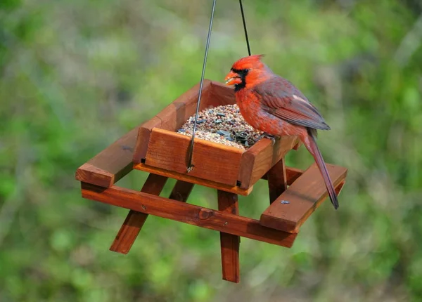 Ein Roter Kardinal Frisst Samen Hölzernen Vogelfutterhäuschen — Stockfoto