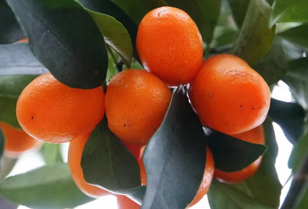 Hong Kong Kumquat Agrumes Sur Arbre — Photo