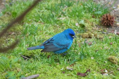 Erkek bir Indigo Bunting yerde yiyecek arıyor.