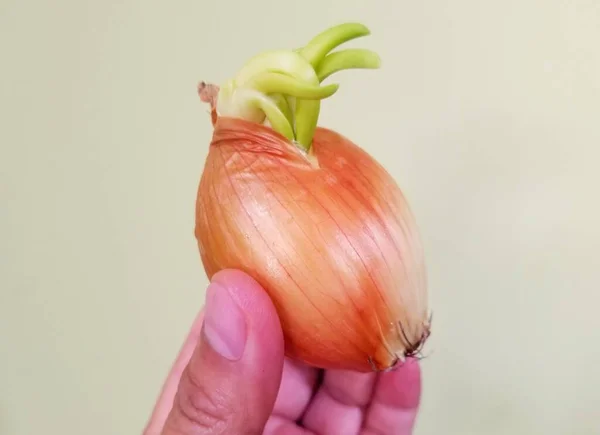 Segurando Uma Pequena Cebola Amarela Com Brotos Verdes — Fotografia de Stock