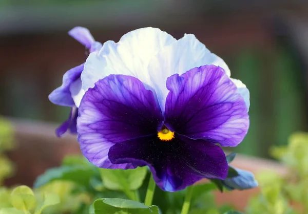 Belos Pálidas Roxas Brancas Plena Floração — Fotografia de Stock