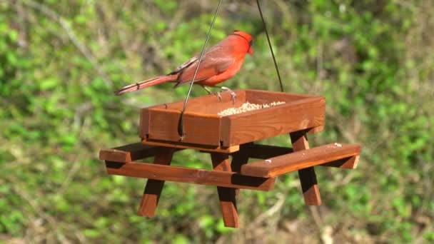 Ένας Κόκκινος Καρδινάλιος Τρώει Σπόρους Ένα Ξύλινο Τραπέζι Πικνίκ Τροφοδότη — Αρχείο Βίντεο