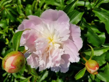 Açık pembe şakayık alarm çiçeği tam çiçeklendiğinde