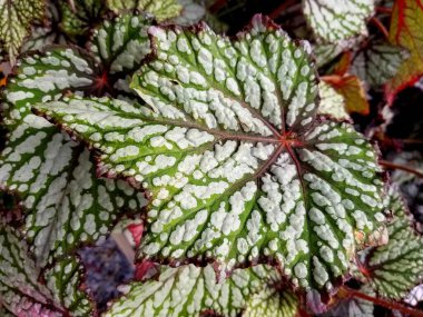 Güzel Jurassic Rex Begonia yapraklarının yakınına.