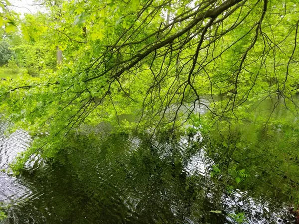 Hermosa Vista Árbol Arce Verde Tocando Superficie Lago Cerca Bellevue — Foto de Stock