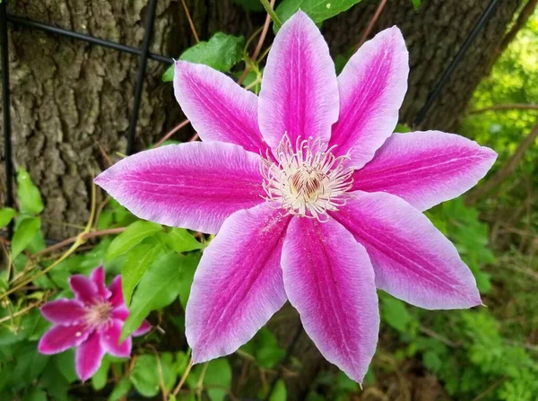 Krásná Světle Růžová Barva Květu Clematis Florida — Stock fotografie