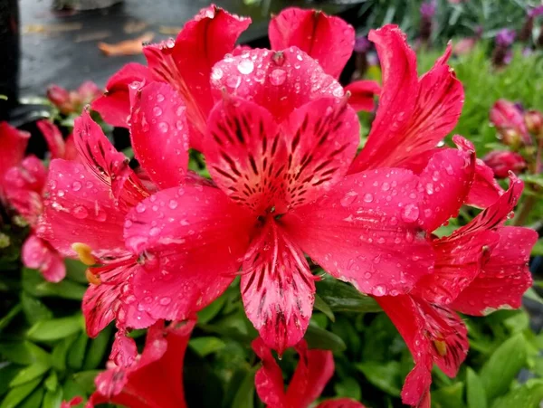 Fleurs Lis Péruvien Rouge Vif Avec Gouttes Pluie — Photo