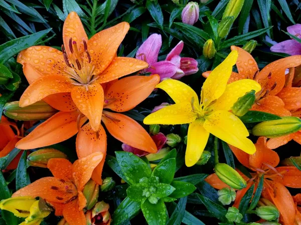 Fleurs Lys Asiatiques Orange Jaune Avec Gouttes Pluie — Photo