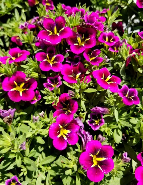 Brillante Púrpura Calibrachoa Flores Anuales Plena Floración — Foto de Stock