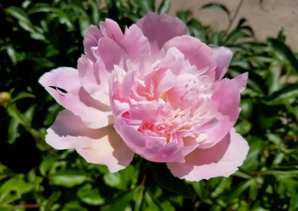 Stock image Close up of a Light pink Peony 'Alertie' flower