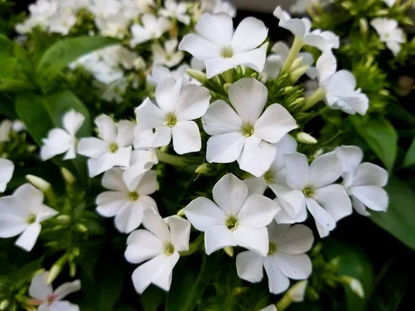 Vit Trädgård Phlox Blommor Som Lockar Fjärilar — Stockfoto