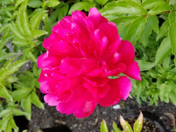 Φωτεινό Ροζ Λουλούδι Παιώνιος Πλήρη Άνθιση — Φωτογραφία Αρχείου