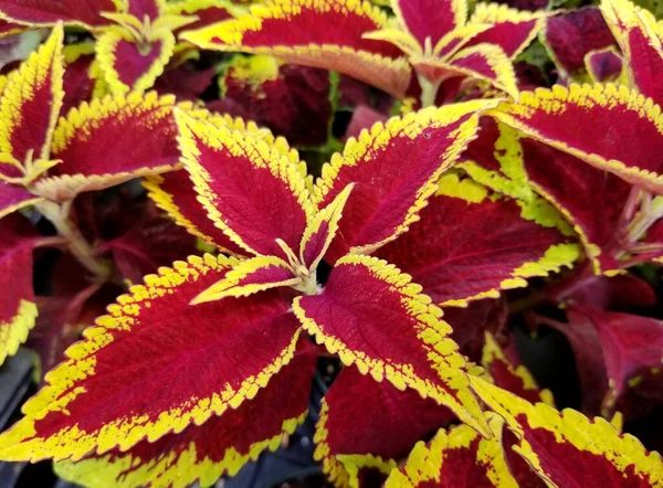 Parlak ve güzel kırmızı Coleus 'Defiance' bitkisi