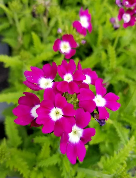 Närbild Vackra Verbena Toscana Bourgogne Blommor — Stockfoto