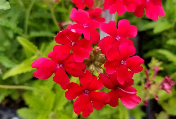 Närbild Klarröda Verbena Blommor — Stockfoto