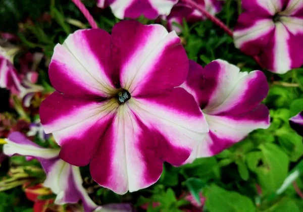 Flores Petunia Púrpura Blanca Plena Floración — Foto de Stock