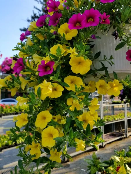 Rosa Och Gula Calibrachoa Blommor Hängande Kruka — Stockfoto