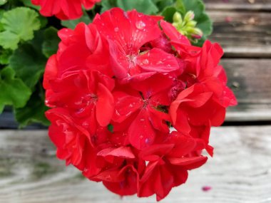 Güzel kırmızı sardunya 'Amerikan mercanı' çiçekleri