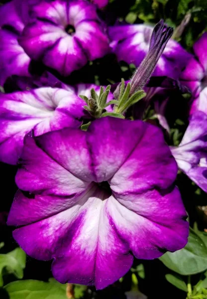 Mooie Sanguna Radiant Blue Petunia Bloem Volle Bloei — Stockfoto