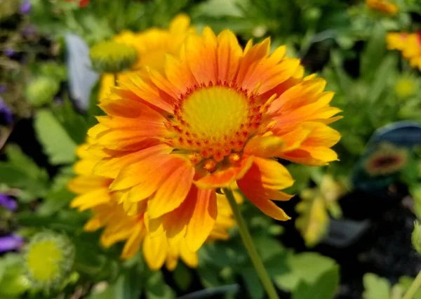 Hermosa Flor Manta Amarilla Naranja Arizona Apricot — Foto de Stock