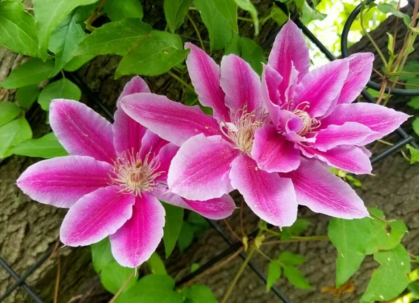 Krásná Světle Růžová Barva Květu Clematis Florida — Stock fotografie