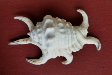 Kırmızı arka planda keskin ve sivri deniz kabuğu.