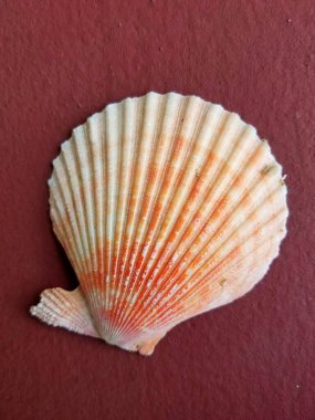 Koyu kestane rengi arka planda deniz kabuğu.