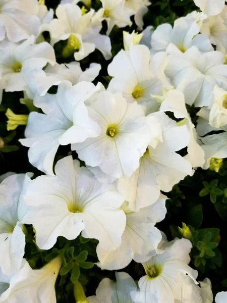 Λευκά Λουλούδια Της Πετούνιας Ανθίζουν Καλοκαίρι — Φωτογραφία Αρχείου