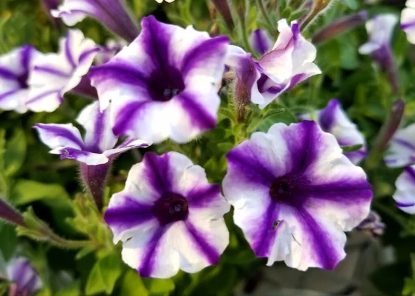 Estrella Violeta Charm Petunia Flores Plena Floración — Foto de Stock