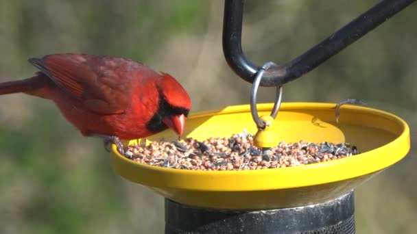 Ein Roter Kardinal Frisst Samen Einem Vogelfutterautomaten — Stockvideo