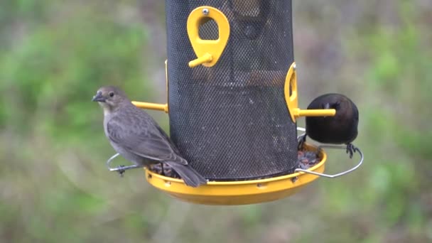 Dois Cowbirds Marrons Comendo Sementes Alimentador Pássaros — Vídeo de Stock