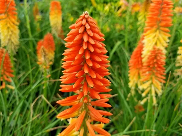 Poco Sunset 'Hot Poker' portakal çiçekleri, dik bir daimi bitki