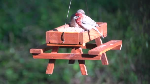 Pingouin Rouge Brun Mangeant Des Graines Sur Une Table Pique — Video