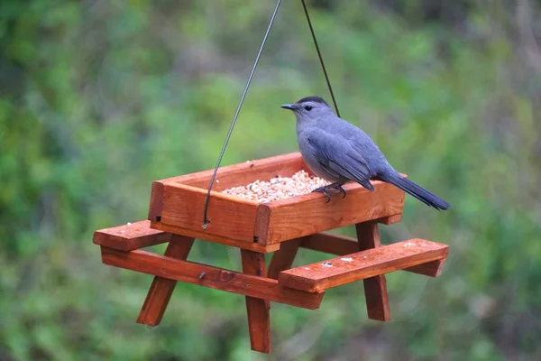 Grå Kattfågel Äter Frön Ett Matbord Trä — Stockfoto