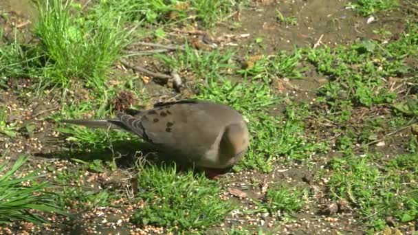 美国人哀悼鸽子在地上吃种子 — 图库视频影像