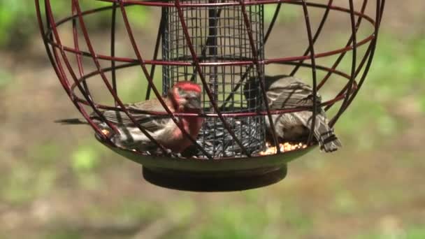 Pair House Finch Eating Seeds Metal Bird Feeder — Stock Video