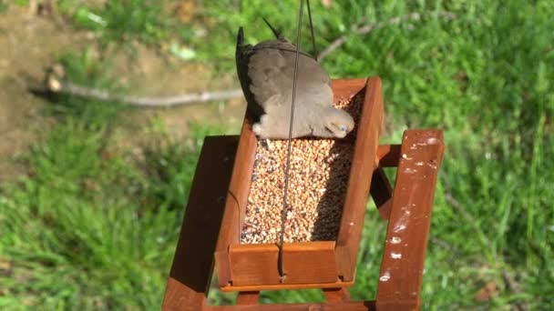 Una Paloma Luto Estadounidense Comiendo Semillas Comedero Pájaros Mesa Picnic — Vídeos de Stock