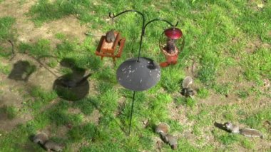 Metal direğin üzerinde sincap kafası ile donatılmış iki kuş yemliğinin üst görüntüsü.