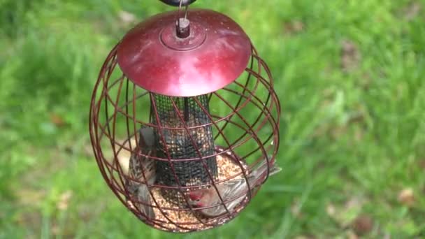 Ein Paar Hausfinken Frisst Samen Einem Metallvogelfutterhäuschen — Stockvideo