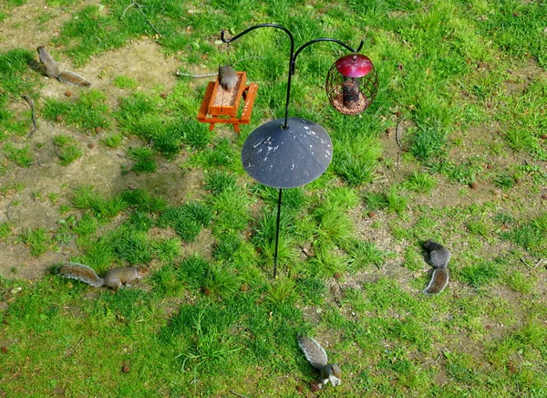 Top View Two Bird Feeders Equipped Squirrel Baffle — Stock Photo, Image