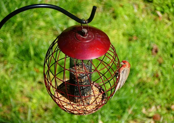 A red house finch eating seeds on the metal bird feeder