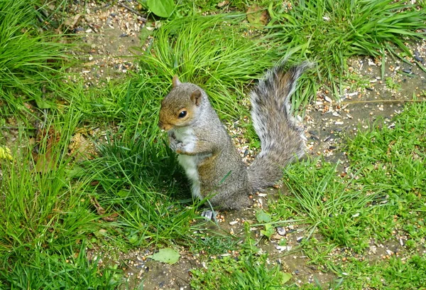 Ein Eichhörnchen Auf Nahrungssuche Boden — Stockfoto