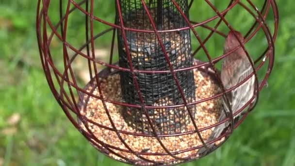 Czerwony Domowy Zięb Zjada Nasiona Metalowym Karmniku Dla Ptaków — Wideo stockowe
